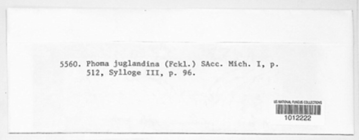 Diaporthe juglandina image